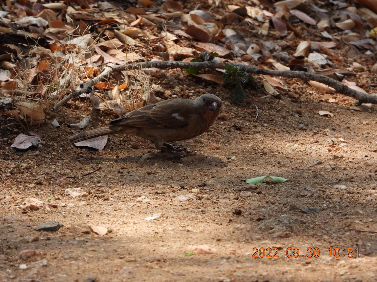 Southern Gray-headed Sparrow - ML497748161