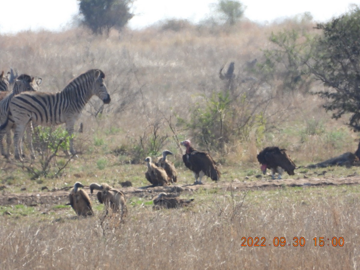 Lappet-faced Vulture - ML497749671