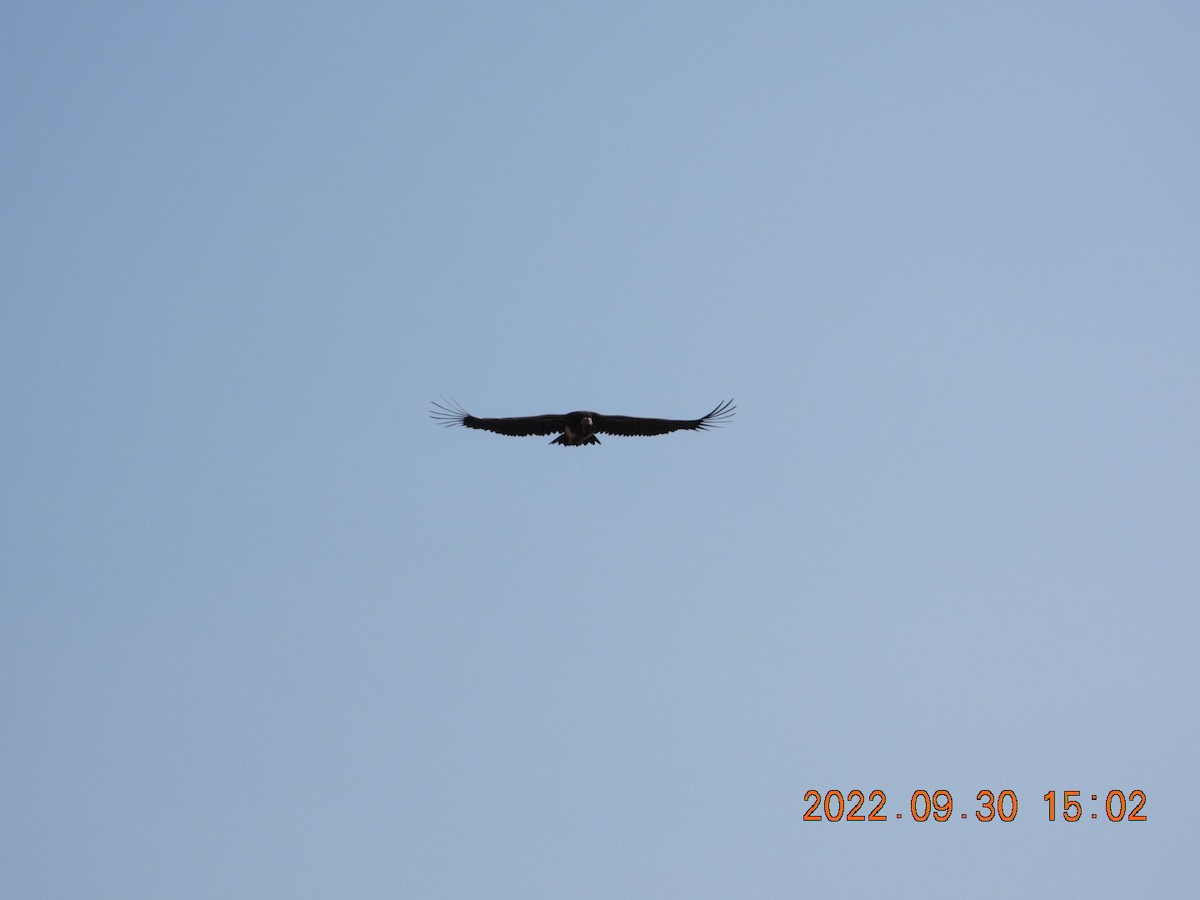 Lappet-faced Vulture - ML497749681