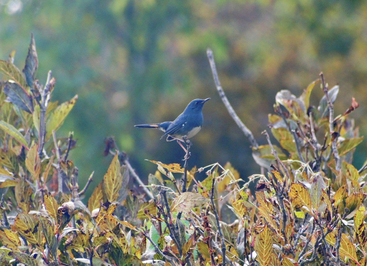 White-bellied Redstart - ML497750971