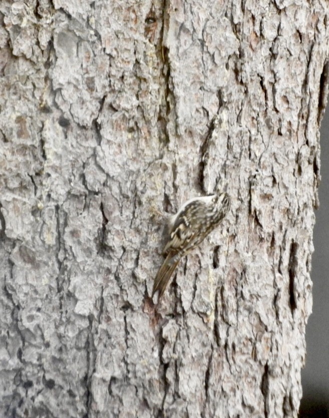 Brown Creeper - ML497751941