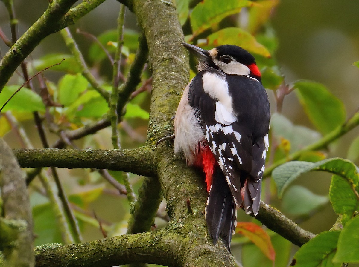Great Spotted Woodpecker - ML497753231