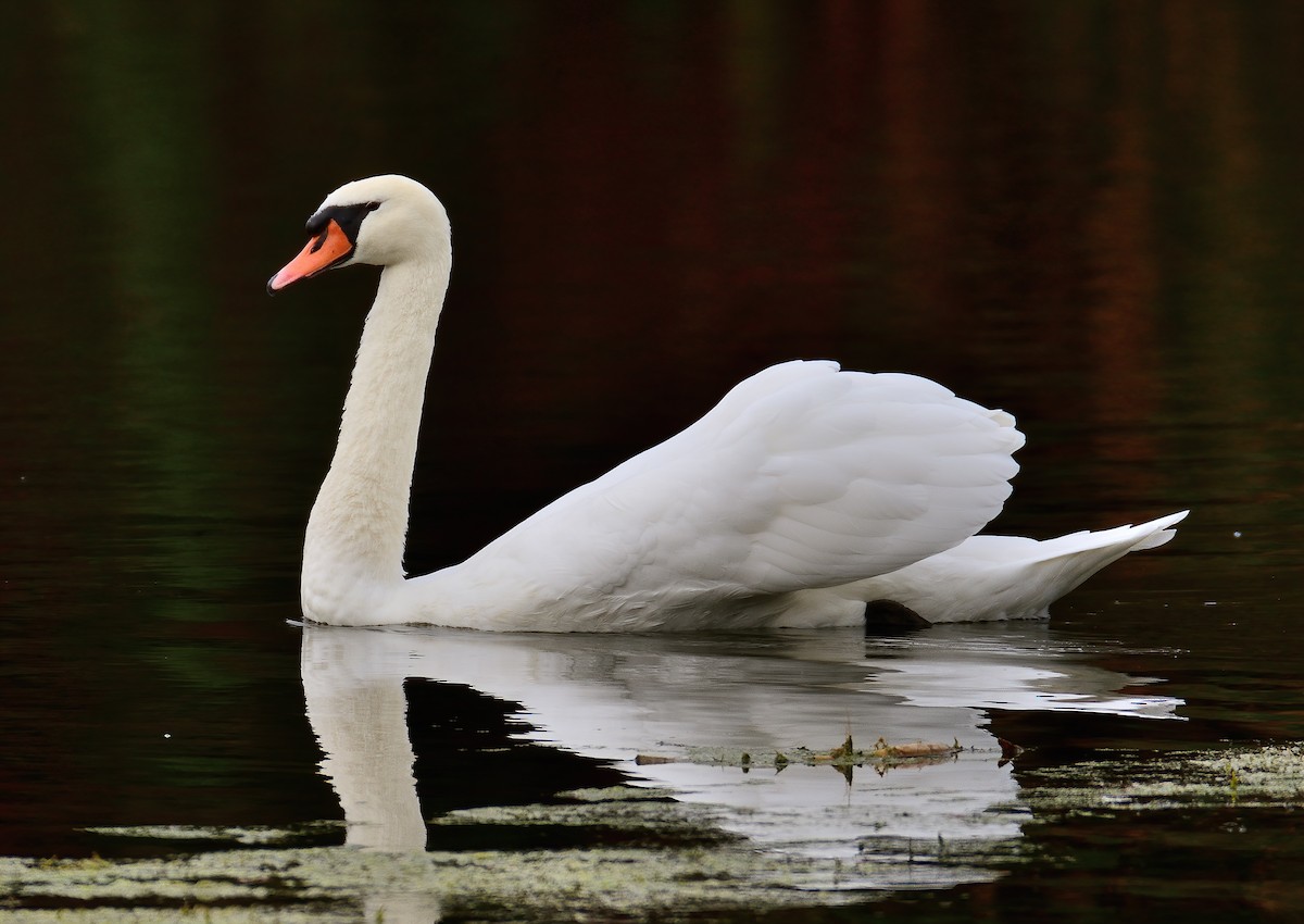 Mute Swan - ML497753351