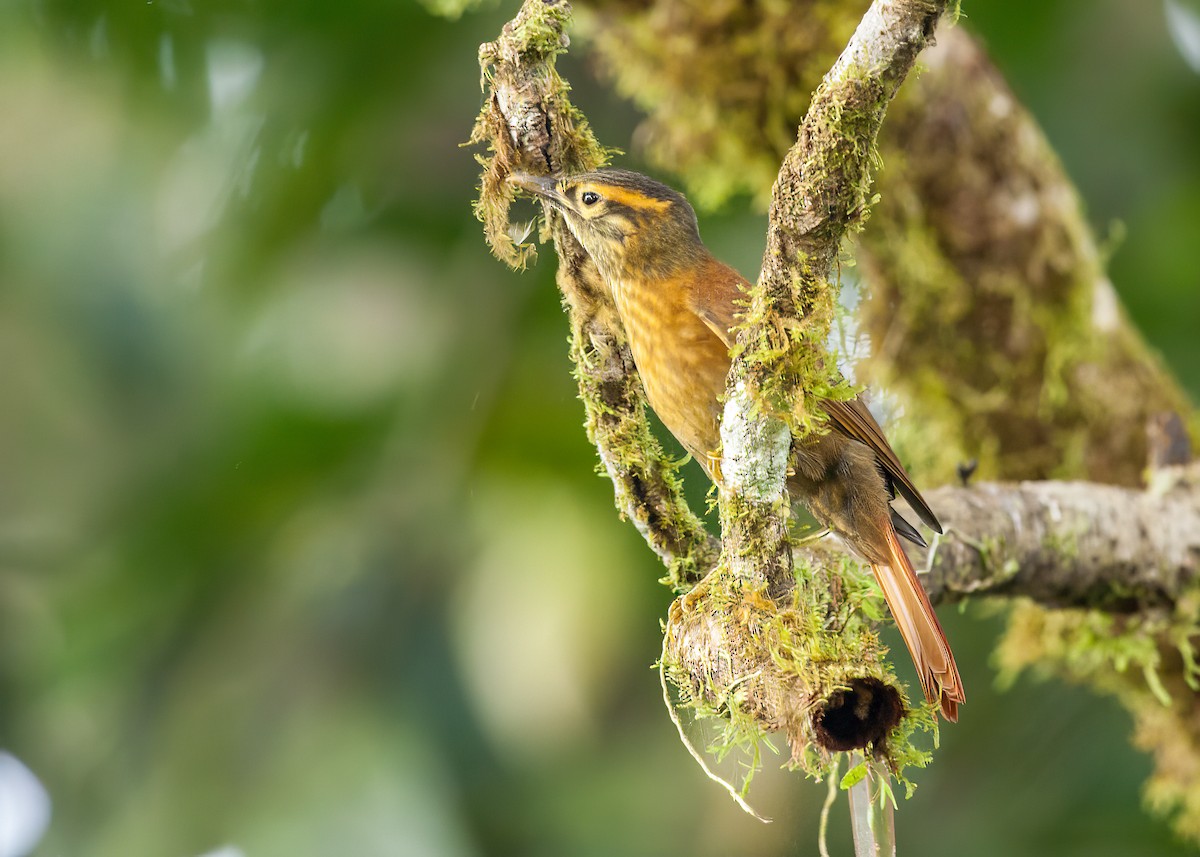 Scaly-throated Foliage-gleaner - ML497755671