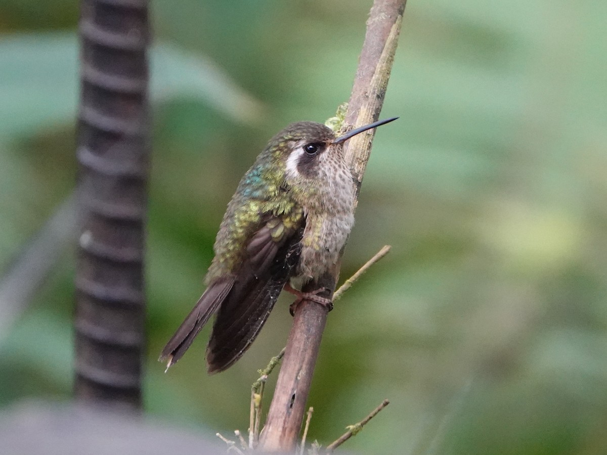 Speckled Hummingbird (maculata) - Barry Reed