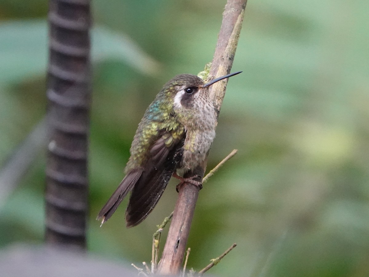 ミミグロハチドリ（maculata） - ML497758221