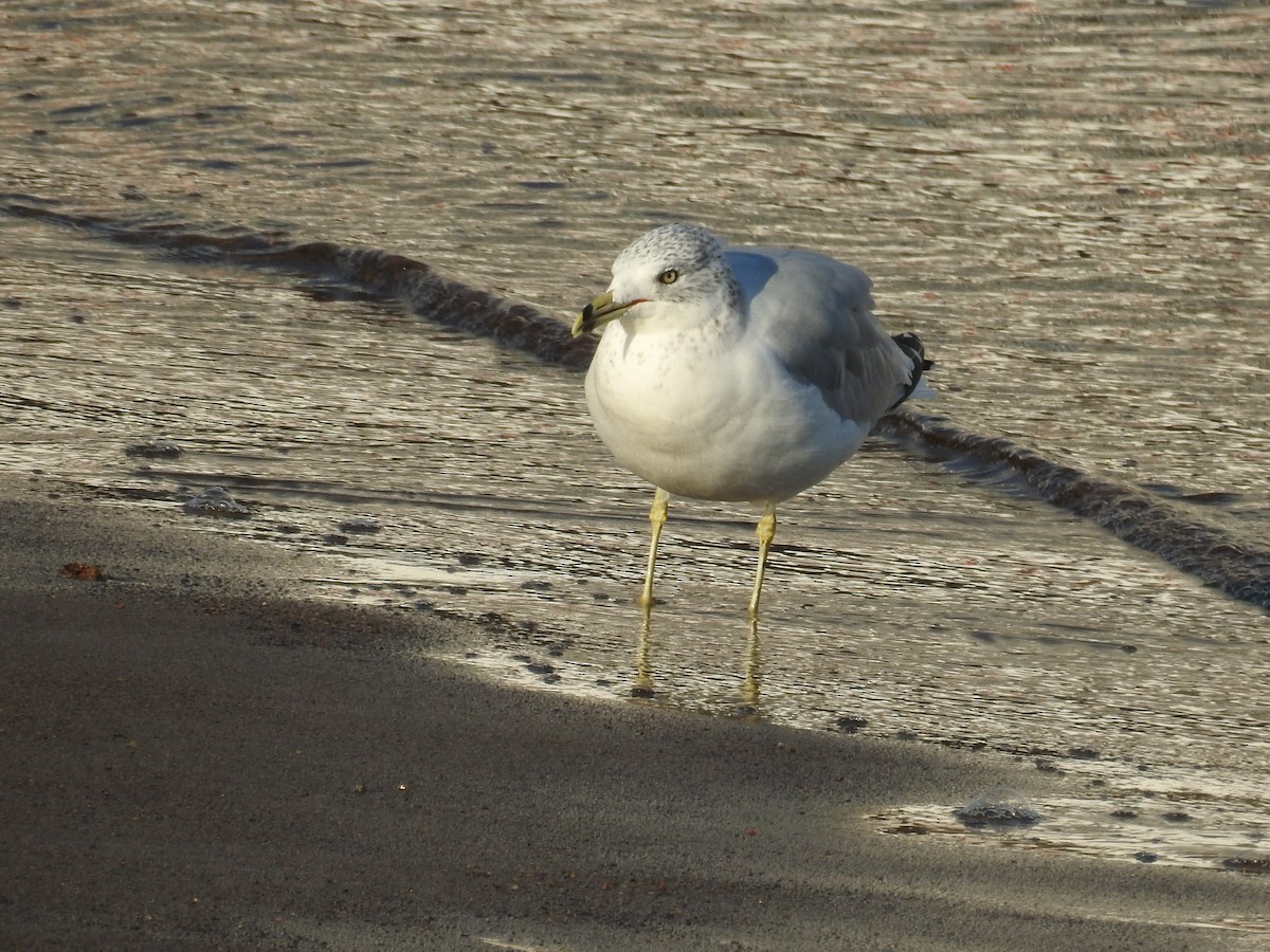 Ring-billed Gull - ML497758901