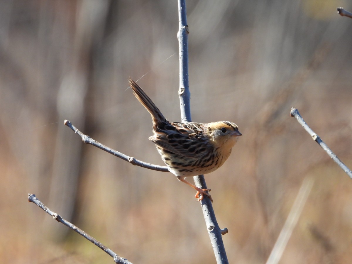 LeConte's Sparrow - ML497759051