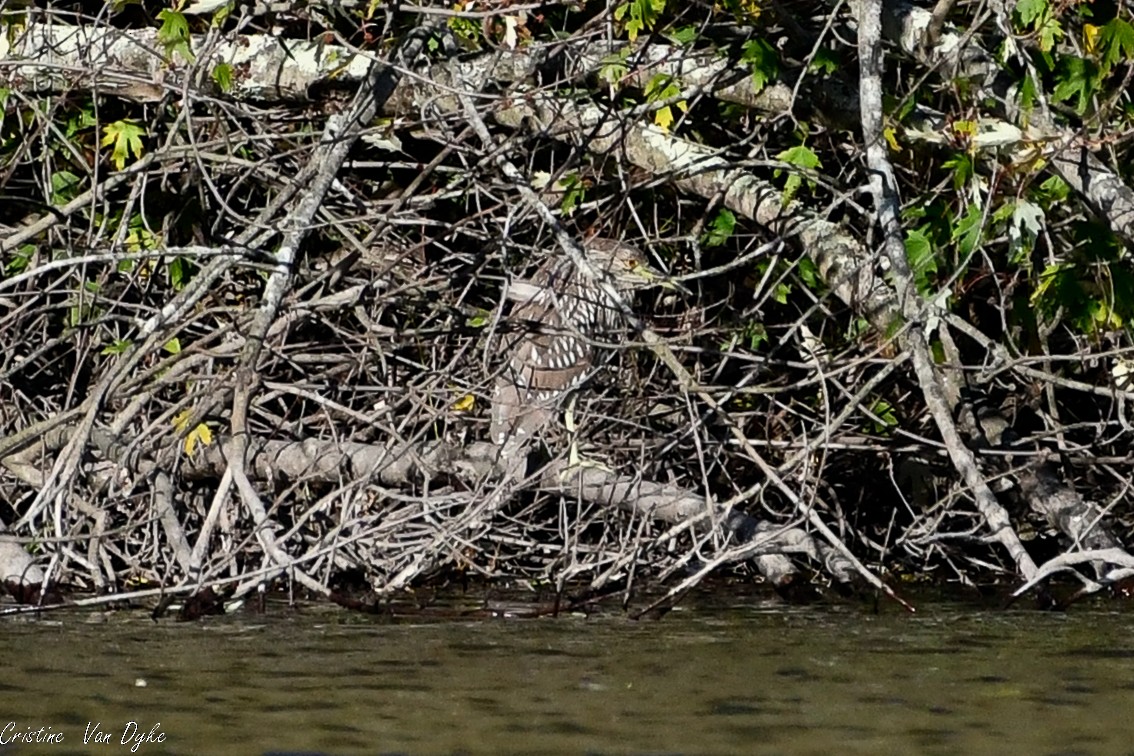 Black-crowned Night Heron - ML497759101