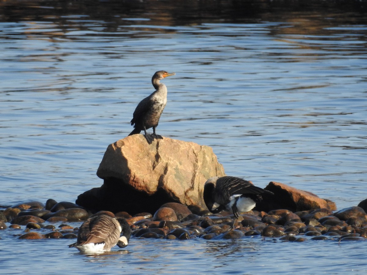 Cormorán Orejudo - ML497759151