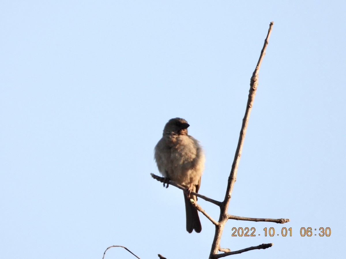 Southern Gray-headed Sparrow - ML497759231