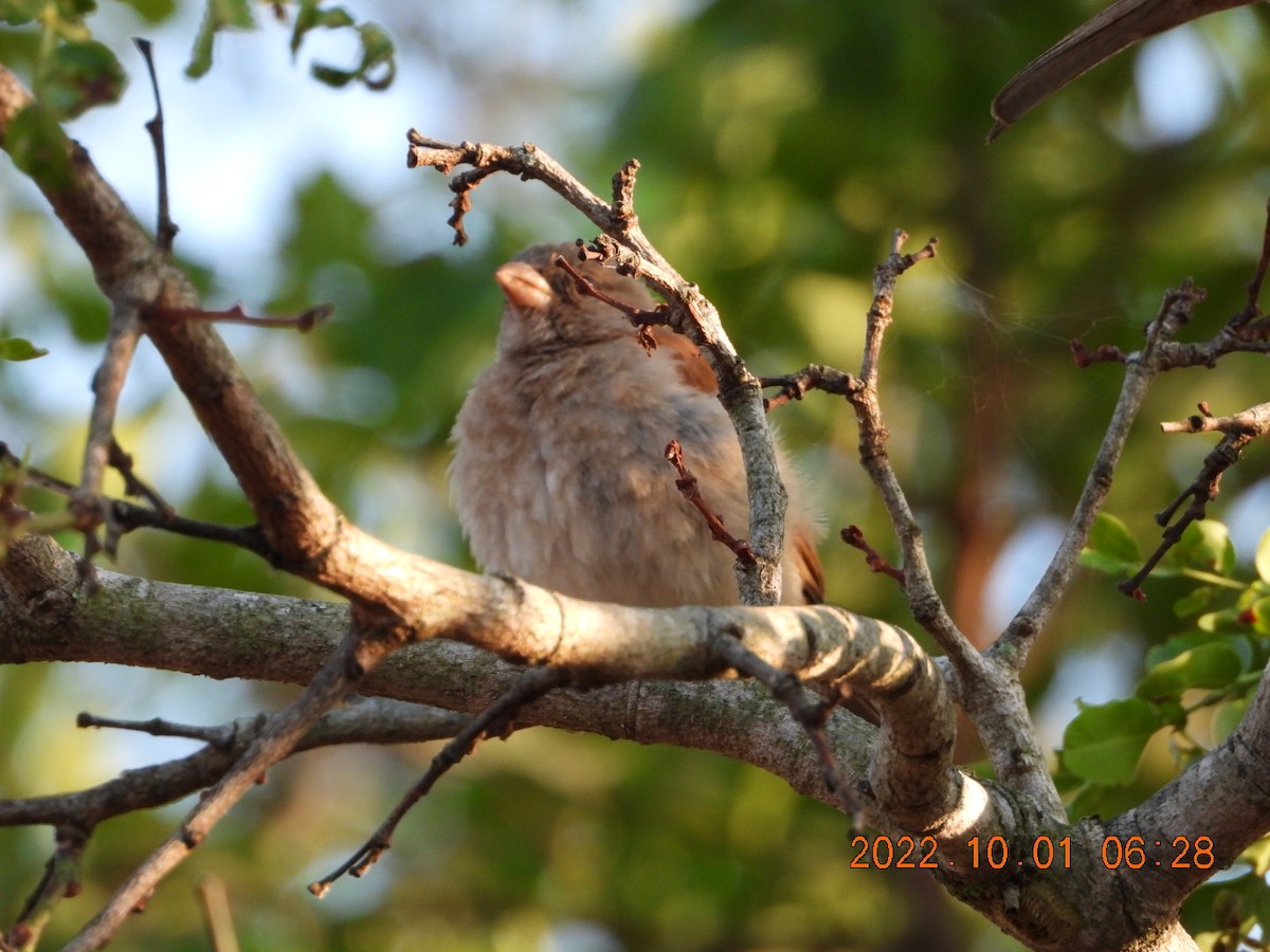 Southern Gray-headed Sparrow - ML497759241