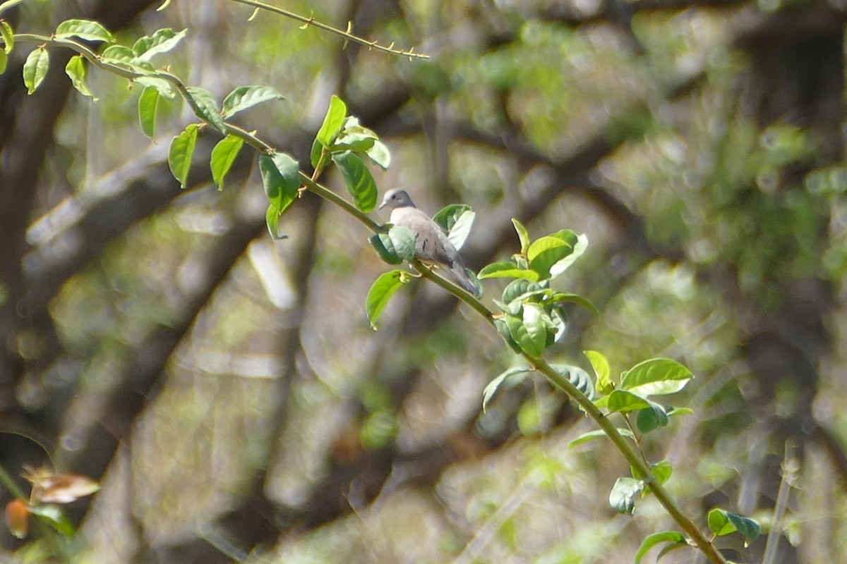 Plain-breasted Ground Dove - Peter Kaestner