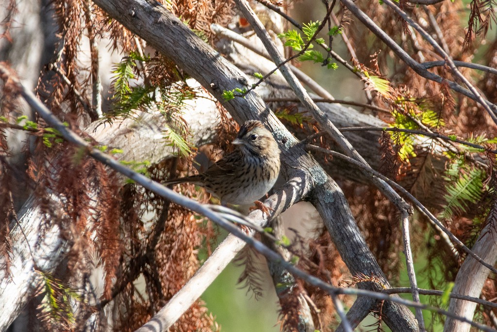Lincoln's Sparrow - ML497760041