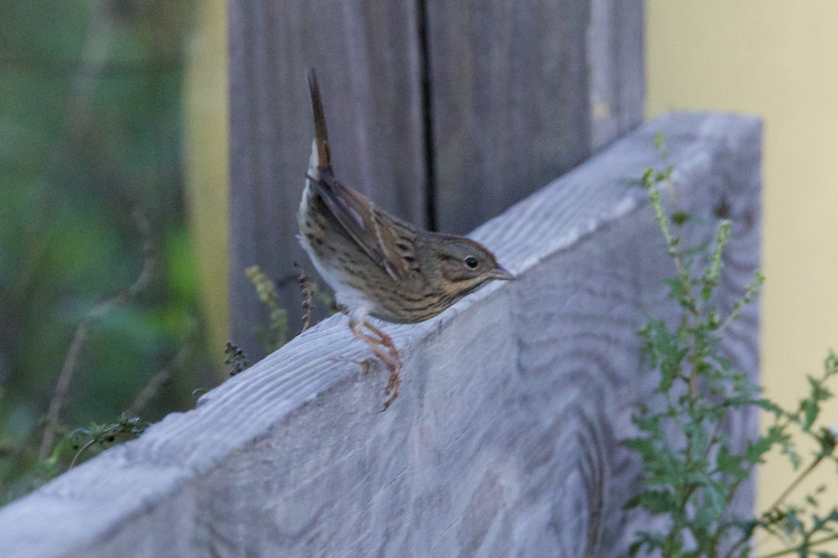 Lincoln's Sparrow - ML497760051