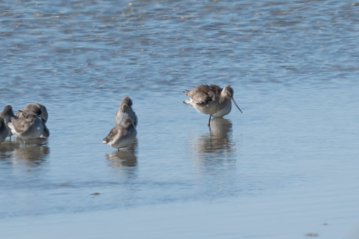 Hudsonian Godwit - ML497762021