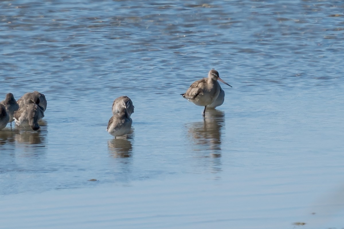 Hudsonian Godwit - ML497762031