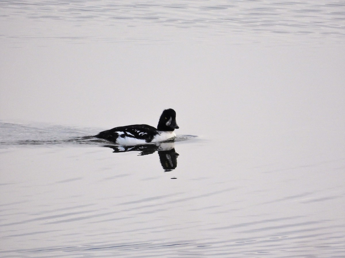 Barrow's Goldeneye - ML497762361