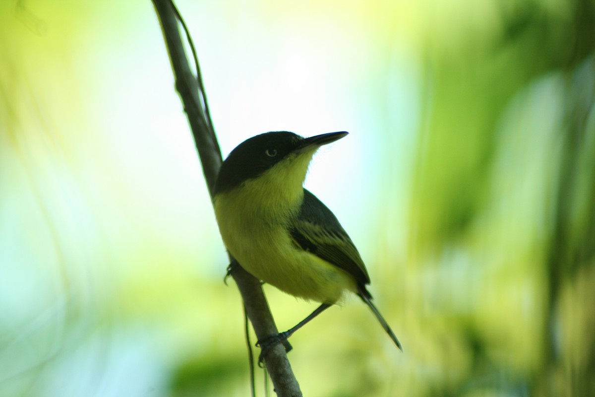 Common Tody-Flycatcher - ML497763771