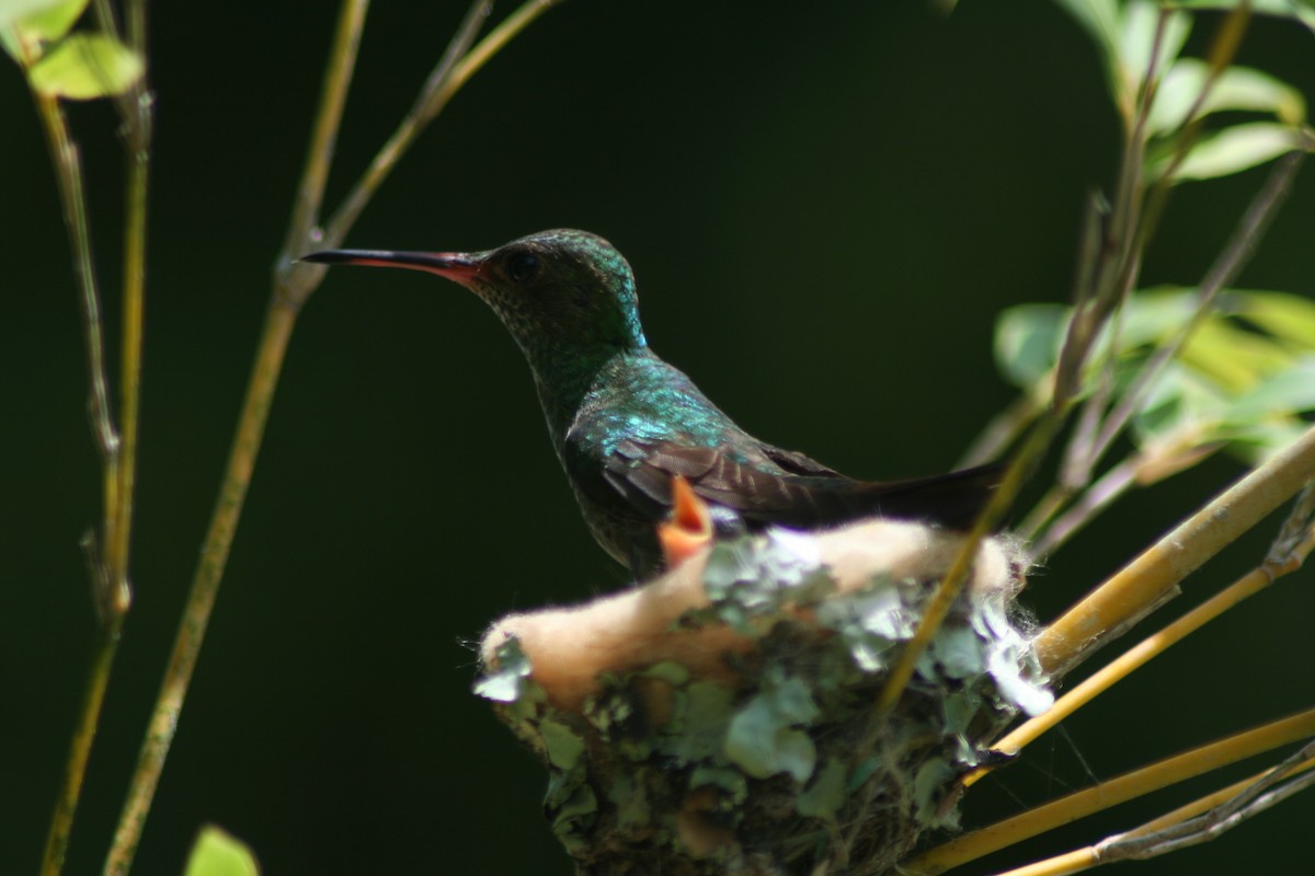 Rufous-tailed Hummingbird - ML497763821