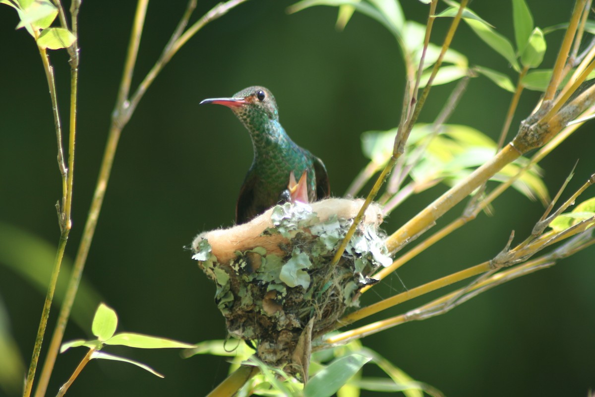 Rufous-tailed Hummingbird - ML497763891