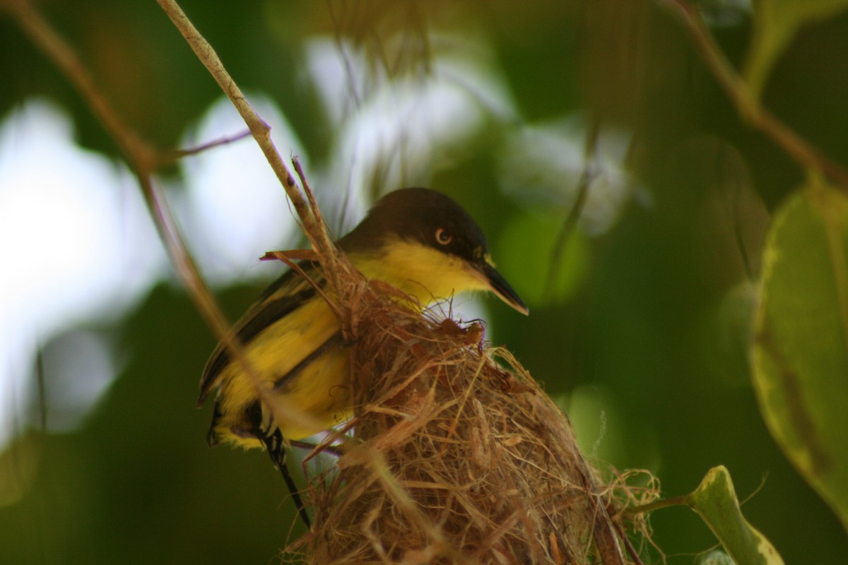 Common Tody-Flycatcher - ML497763911