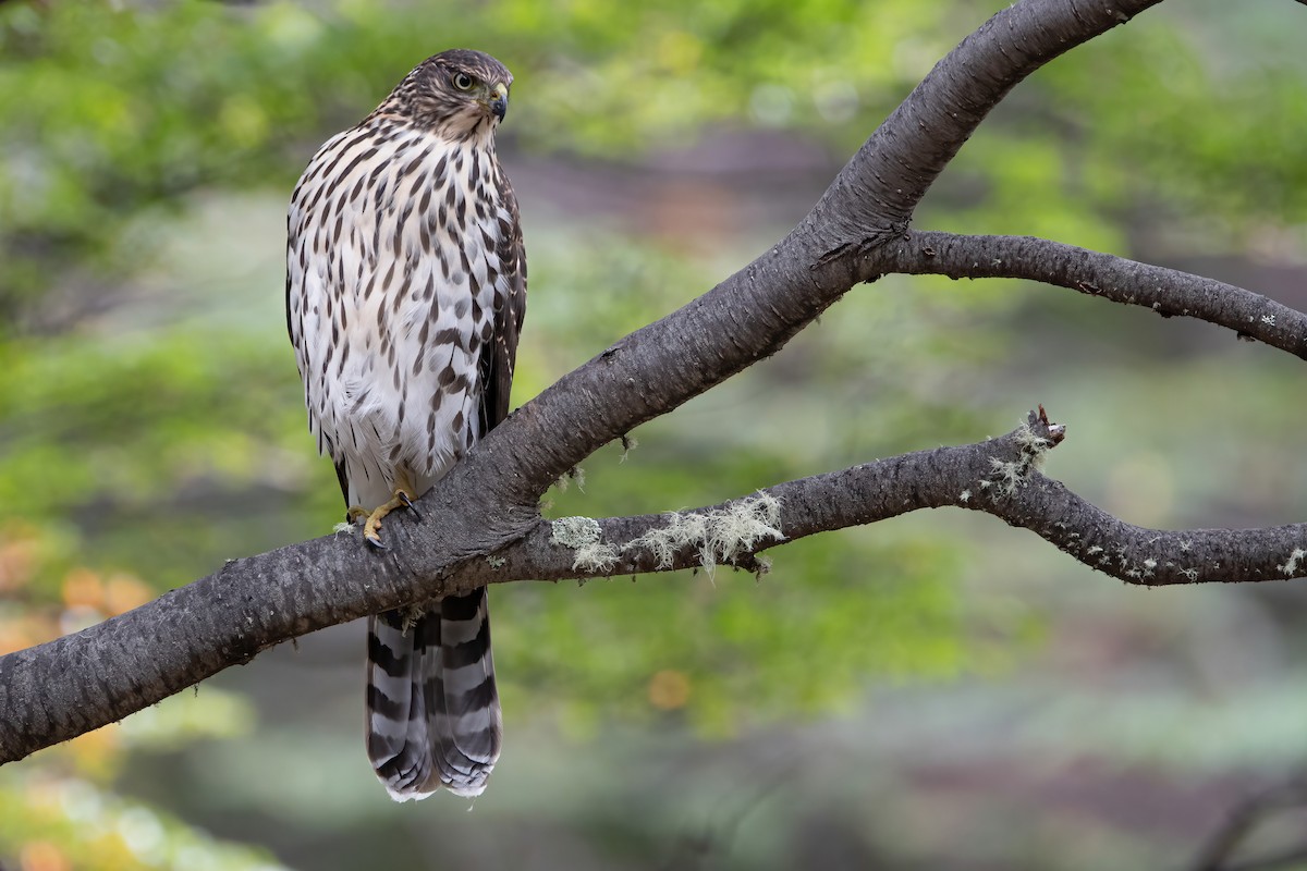 Chilean Hawk - ML497764291