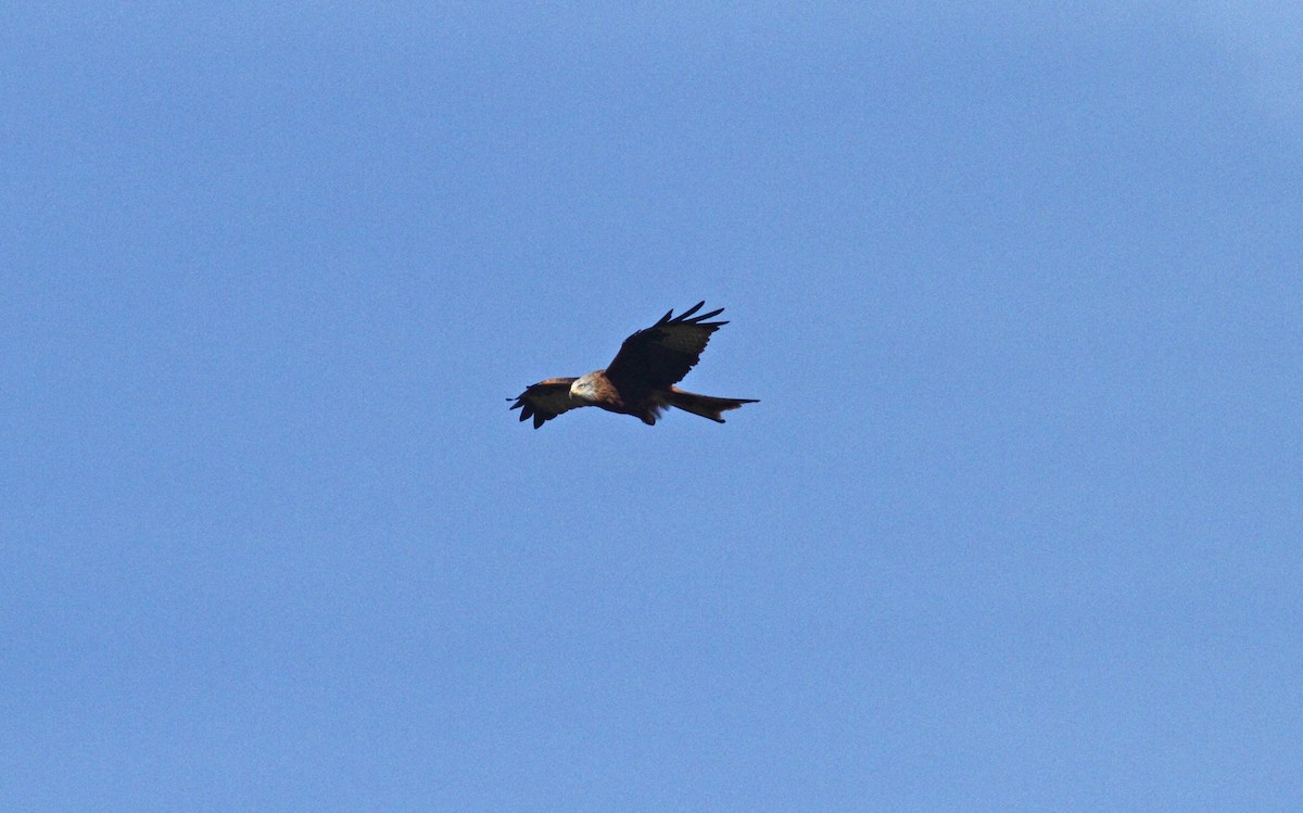 Red Kite - ML497765311
