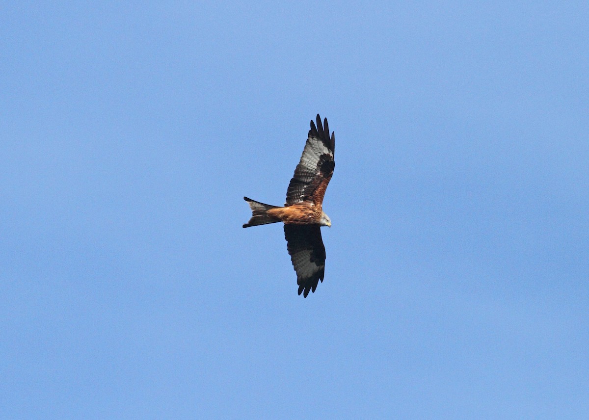 Red Kite - ML497765321