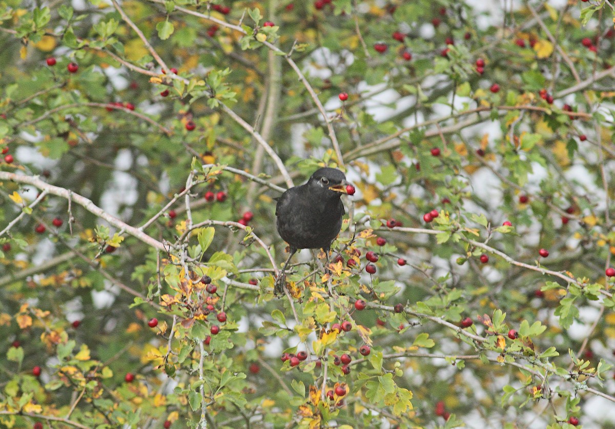 Eurasian Blackbird - ML497766901