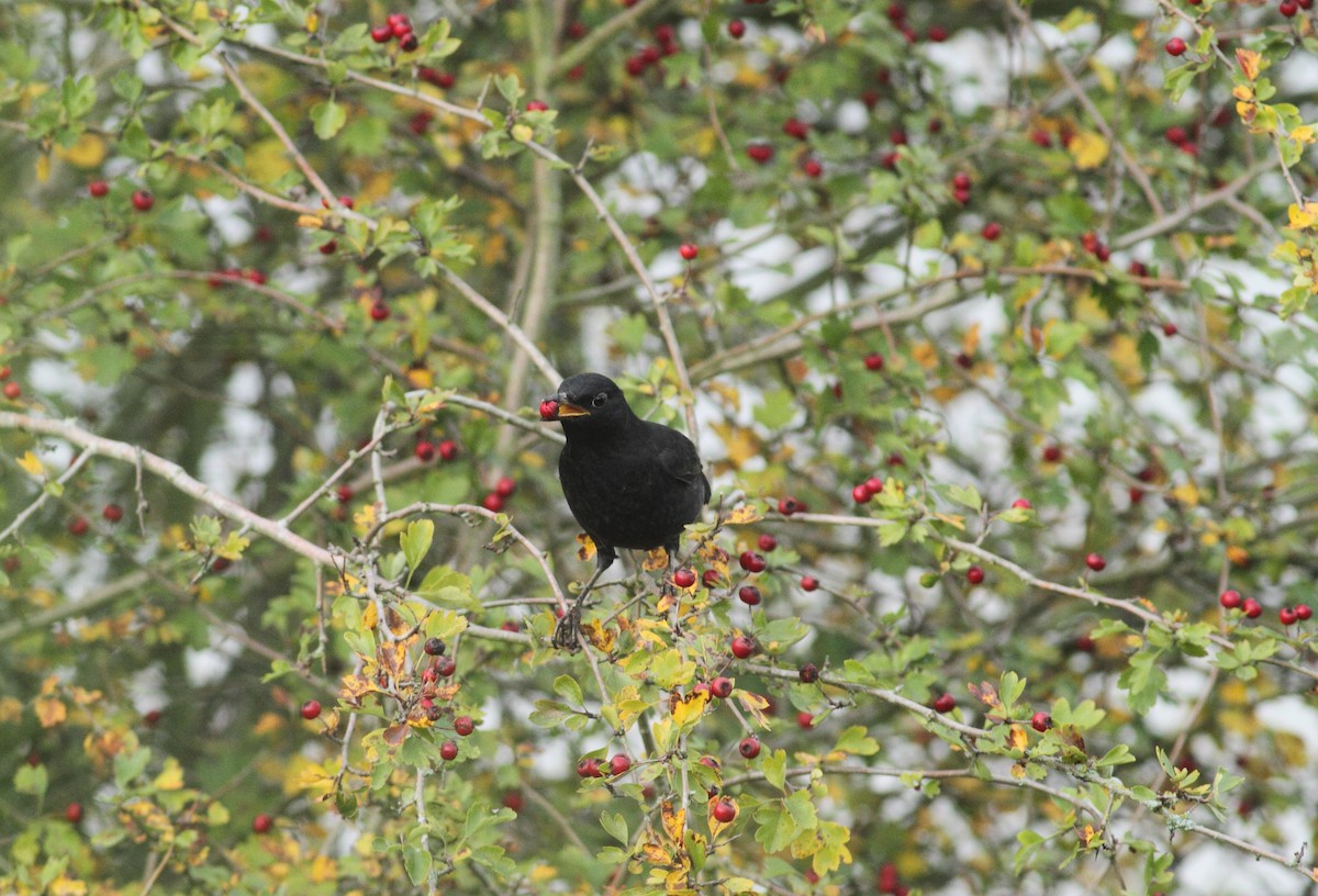 Eurasian Blackbird - ML497766921