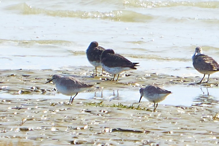 Surfbird - ML497767131