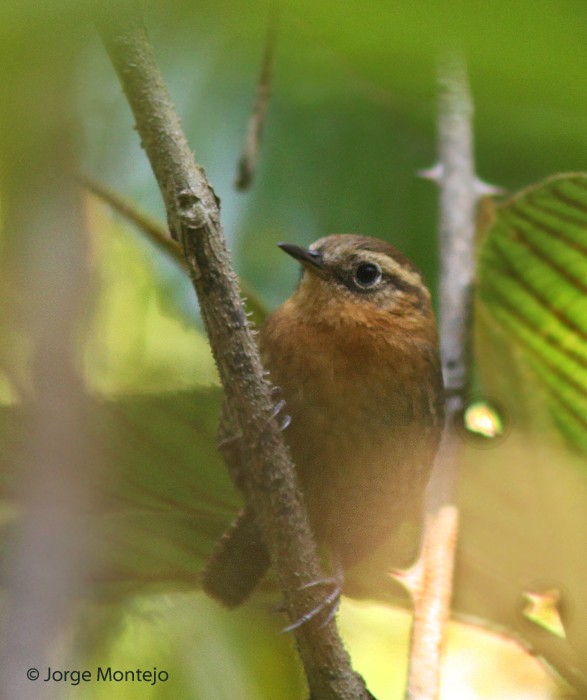 Rufous-browed Wren - ML497767201