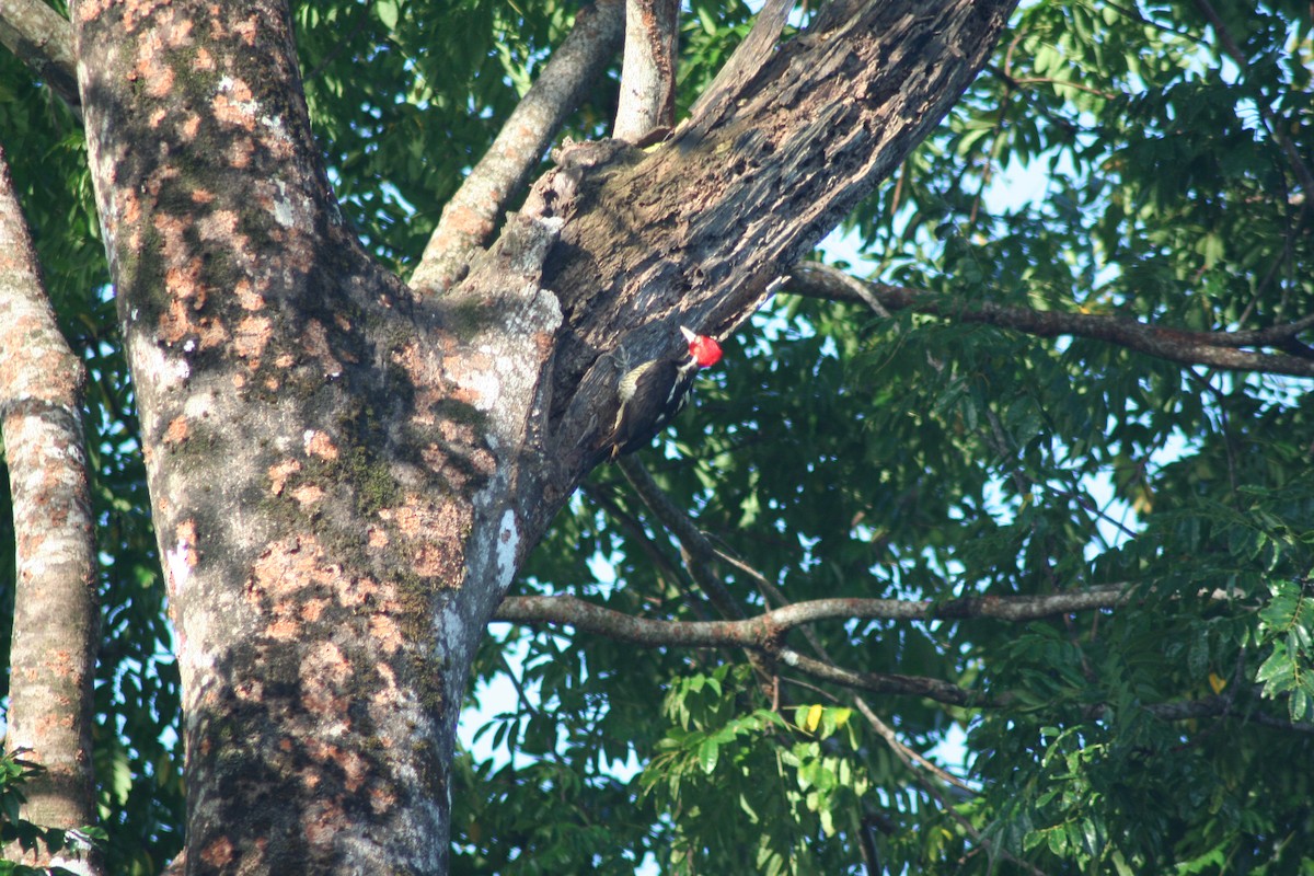 Pale-billed Woodpecker - ML497768111