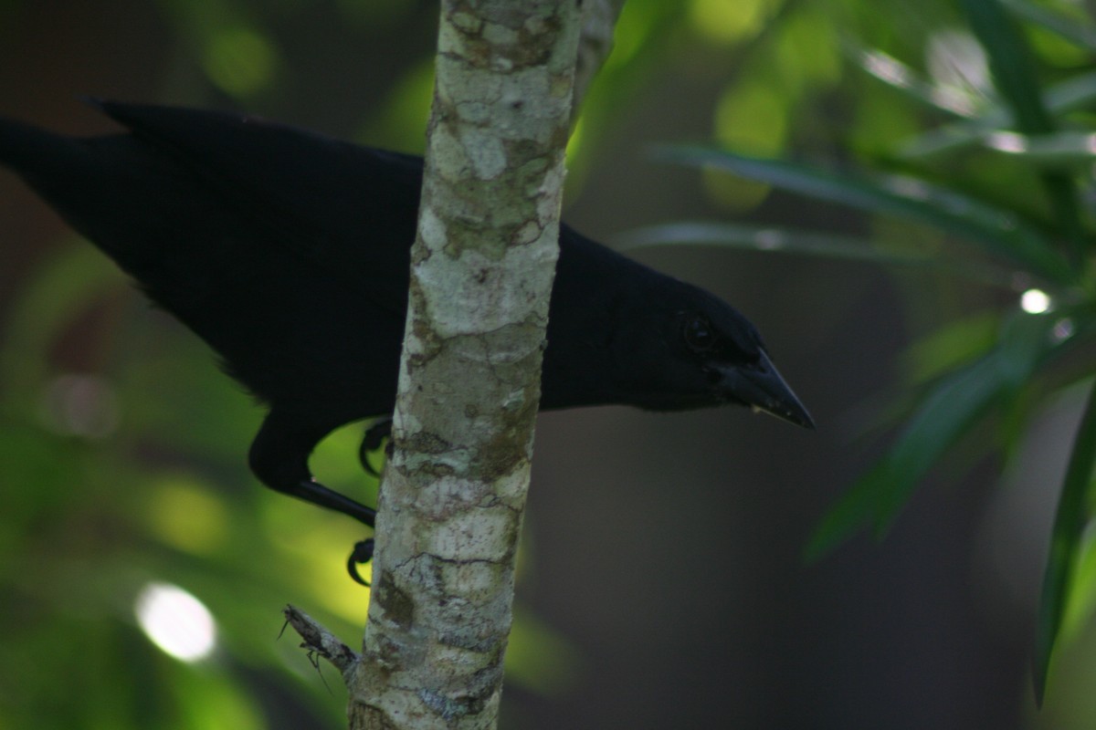 Melodious Blackbird - ML497768231