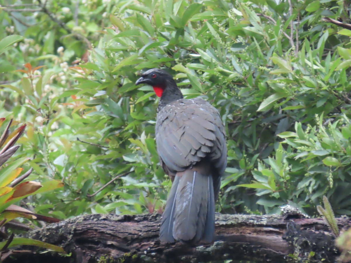 Dusky-legged Guan - ML497768361