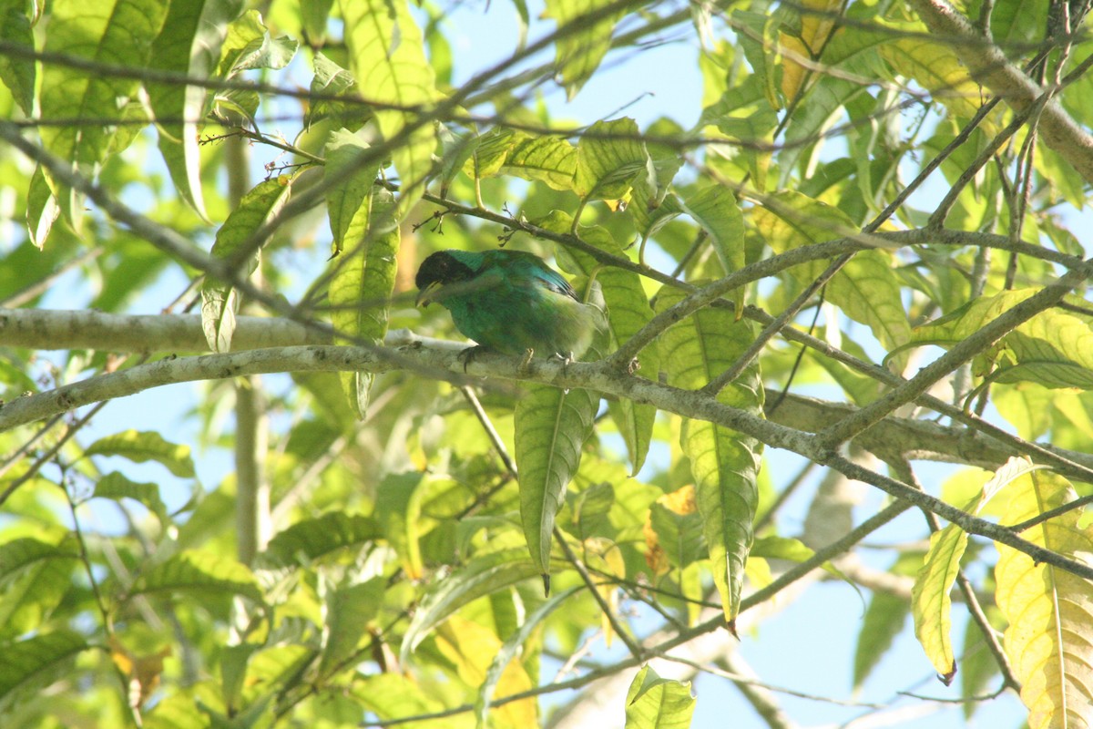 Green Honeycreeper - ML497768421