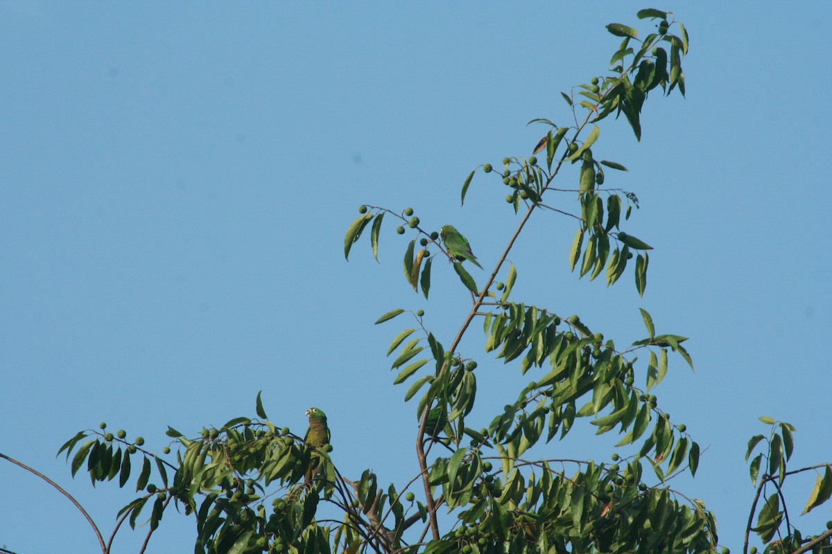 Olive-throated Parakeet (Aztec) - ML497768681