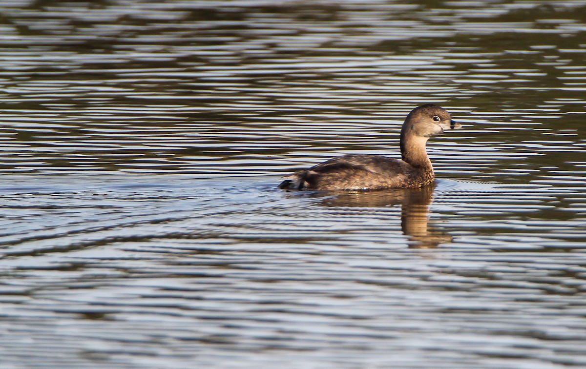Pied-billed Grebe - ML497772351