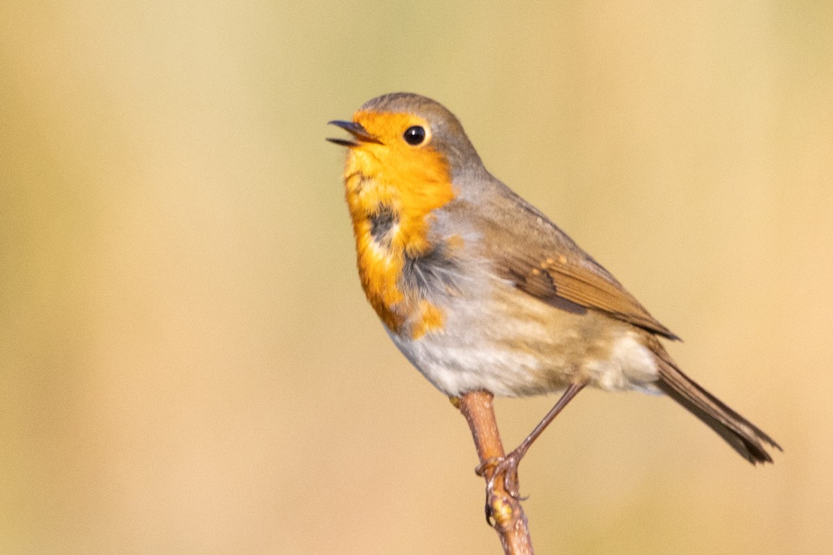 European Robin - ML497773281