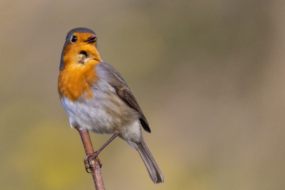 European Robin - ML497773291