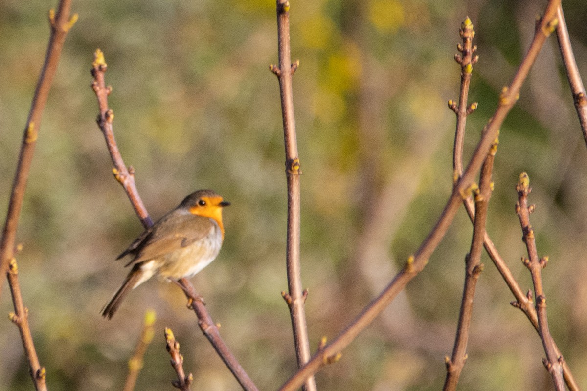 European Robin - ML497773301