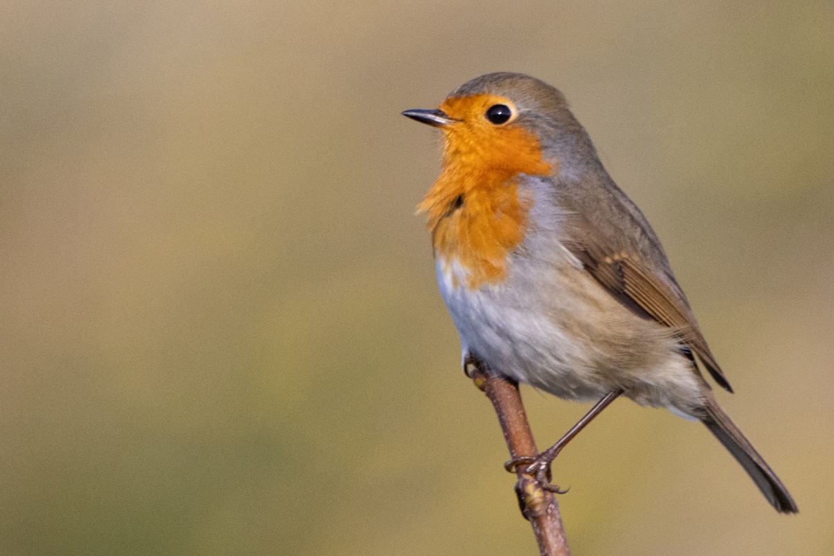 European Robin - ML497773321