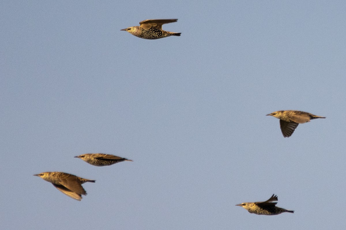 European Starling - ML497773481