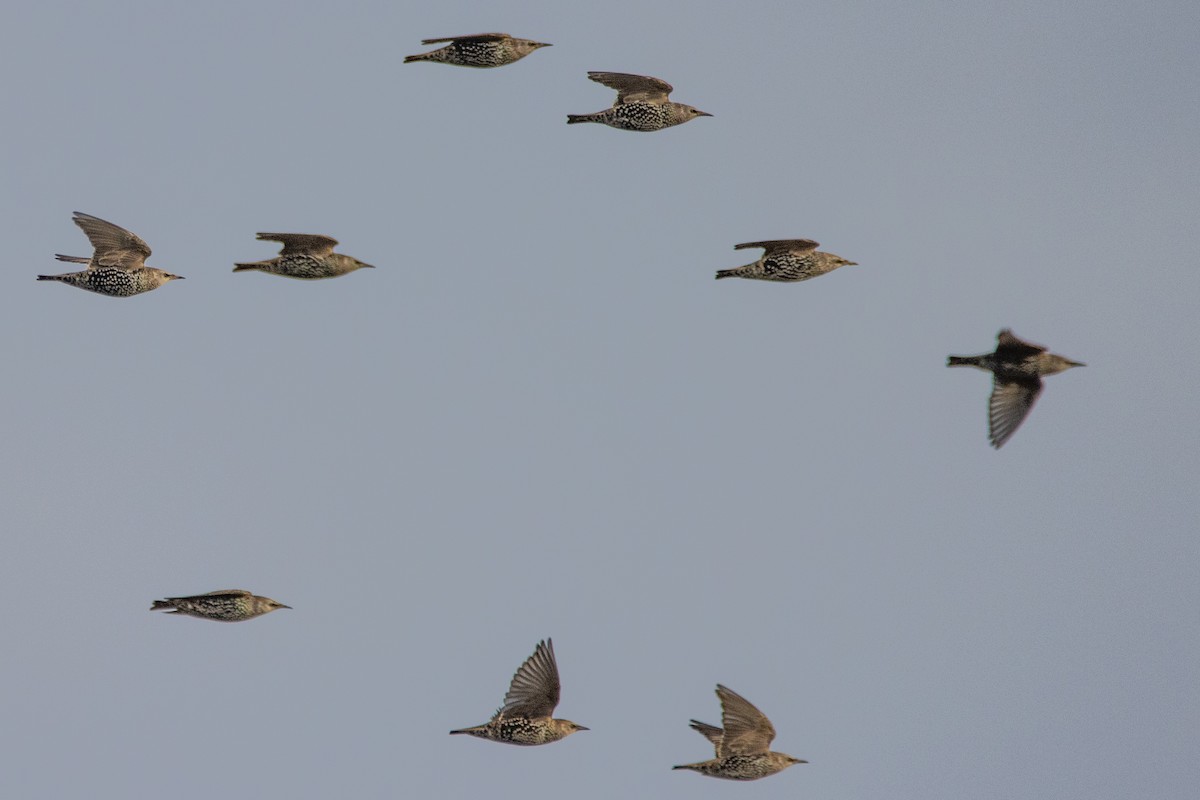 European Starling - ML497773491