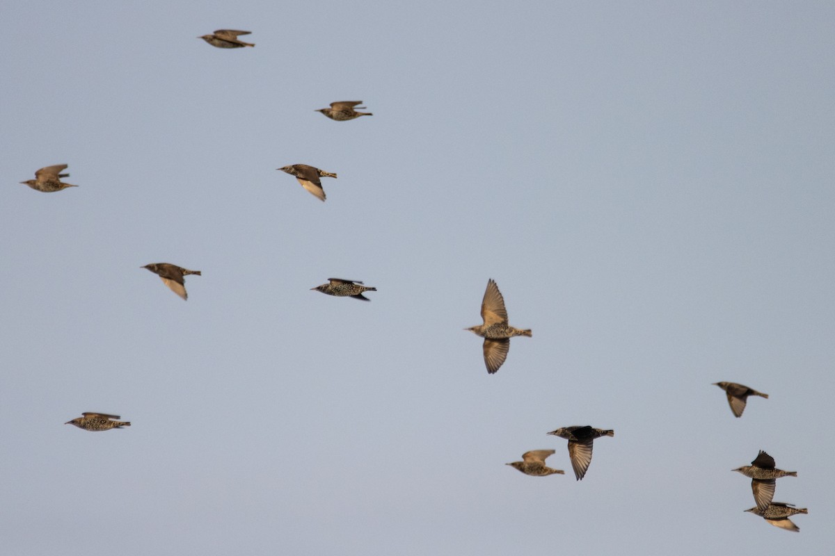 European Starling - ML497773501