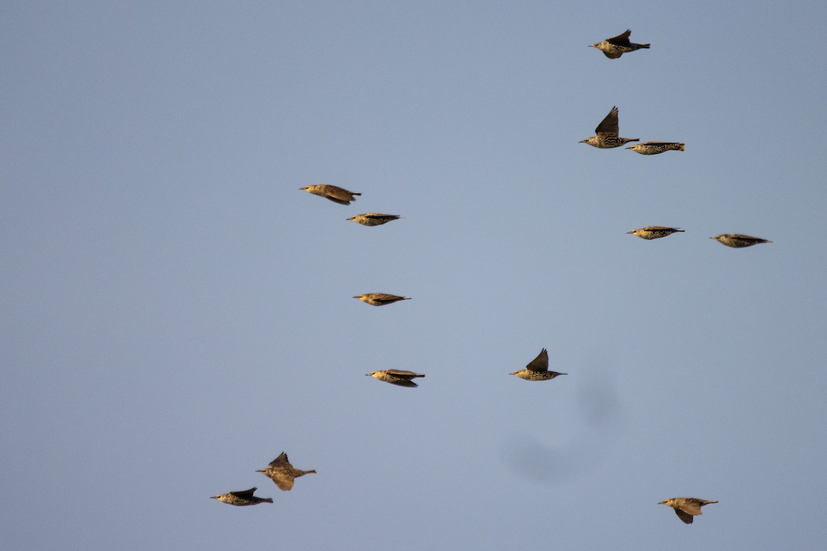 European Starling - ML497773511