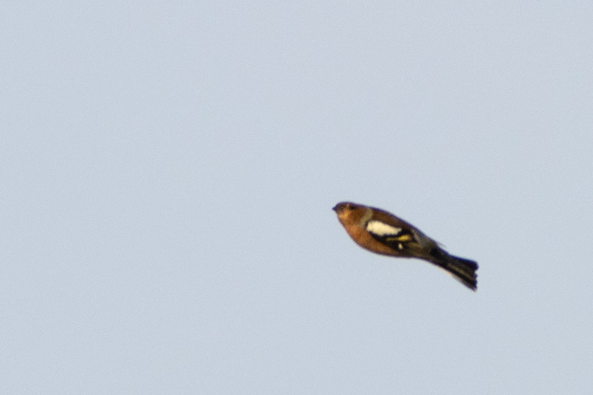 Common Chaffinch - ML497773831