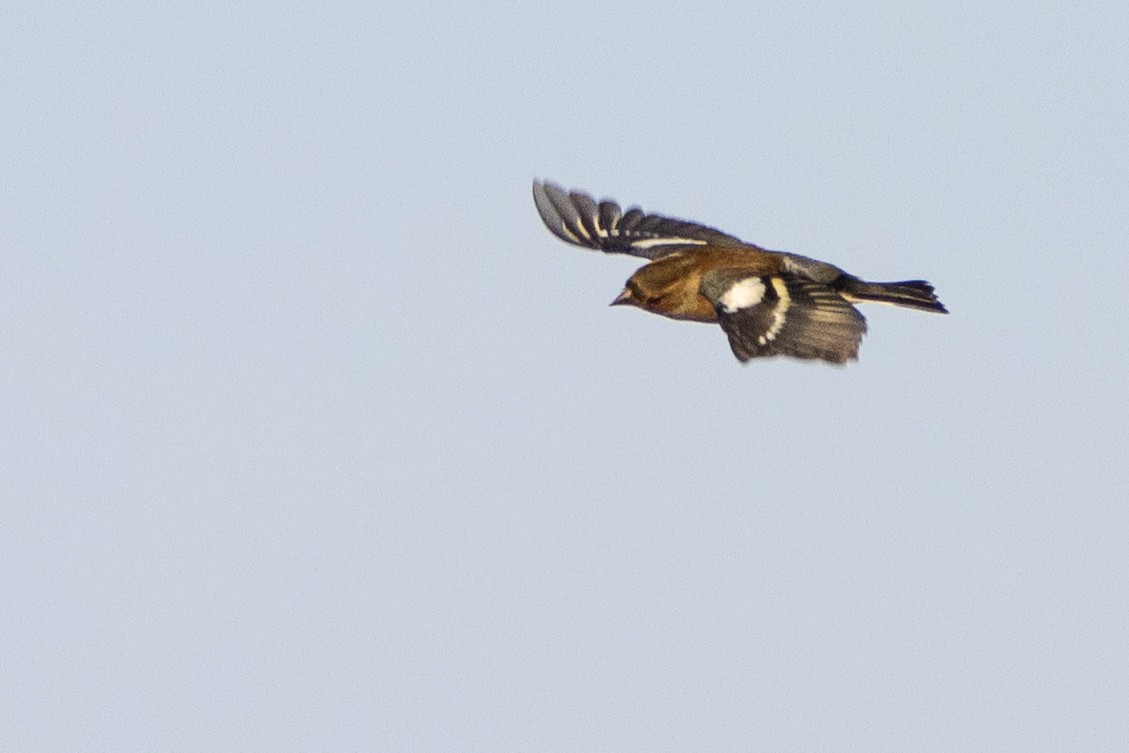 Common Chaffinch - ML497773841