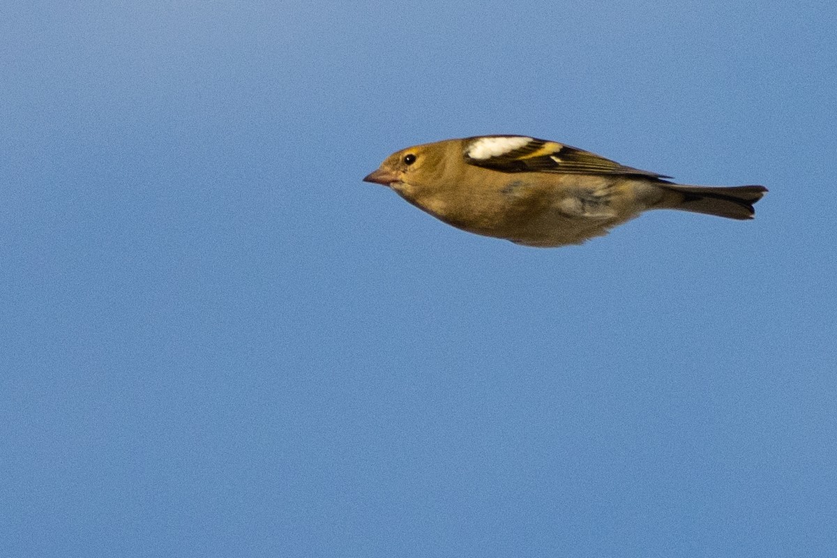 Common Chaffinch - ML497773851